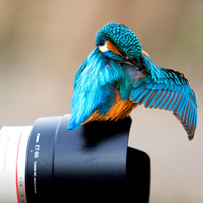 نمایشگاه گروهی «عکسهای طبیعت و حیات وحش» در البرز