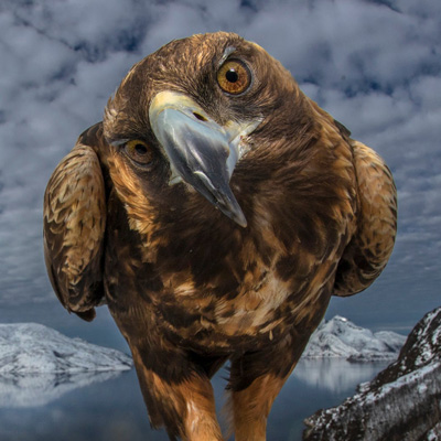 رقابت «عکاس حیاتوحش» ۲۵ عکس برگزیده را اعلام کرد