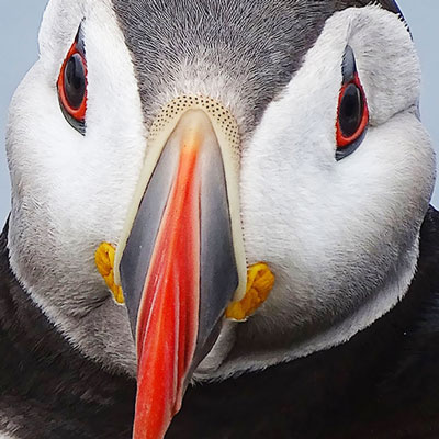 انتشار منتخب آثار رقابت «عکاس حیاتوحش سال ۲۰۲۰»